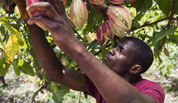 Julius Lahai kontrolliert einen Kakaobaum auf seiner Plantage in Talia, Sierra Leone.