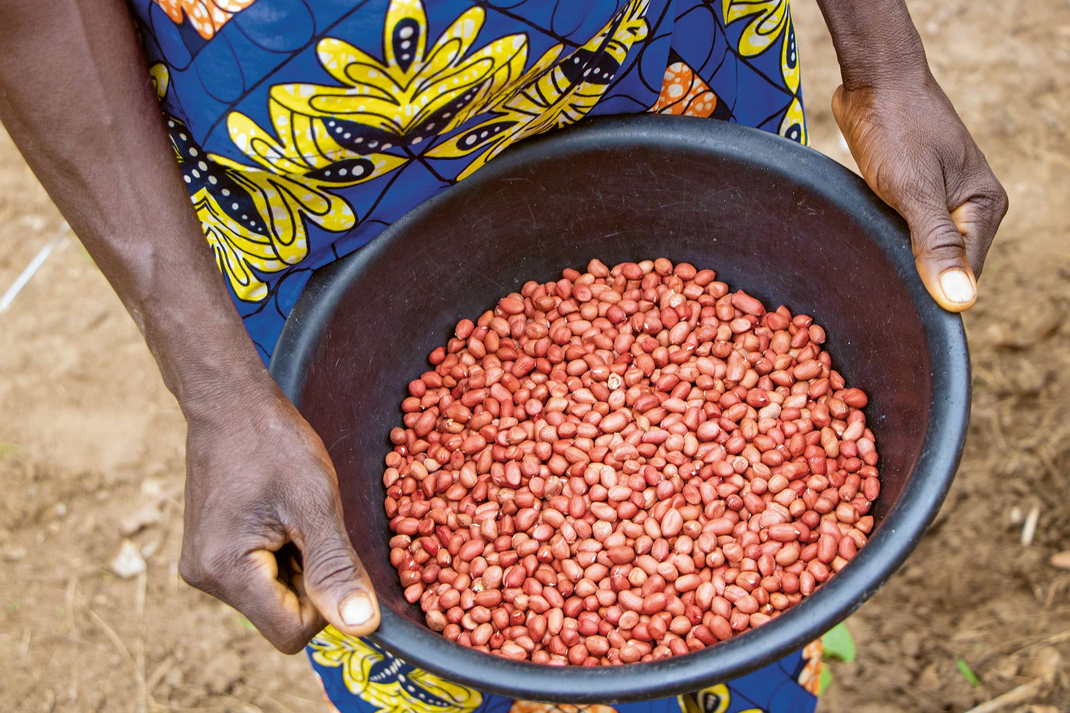 Seed producer groups in Central African Republic’s food system turn certified groundnut seeds into a foundation for food security and rural recovery.