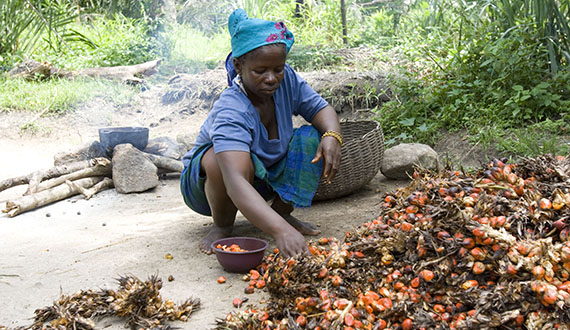 How Pressure for Land Transforms Rural Livelihoods in Sierra Leone