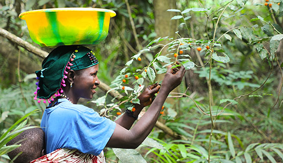 Sierra Leone: Empowerment and Training for Equal Nutrition