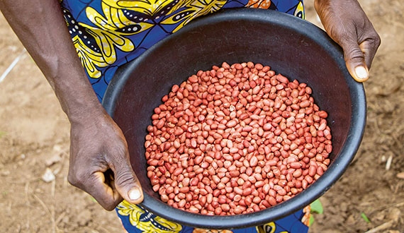 Case Study: Transforming Seed Systems in the Central African Republic