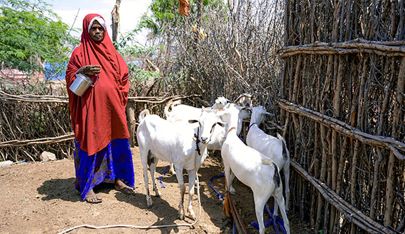 Madiino Sheeq Ahmadeey hat einen gut laufenden Viehzuchtbetrieb, der ihr den Verkauf von Frischmilch im Bezirk Beledweyne in Somalia ermöglicht.
